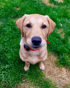 Dog wearing a black PiPat GPS Dog Collar